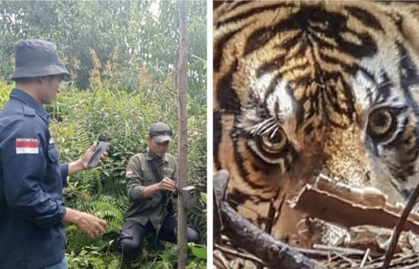 BBKSDA Riau pantau ketat pergerakan harimau di Pelalawan (foto/ist)